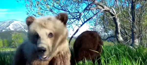 Медвежонок делает селфи - Sputnik International