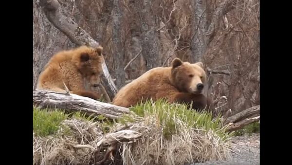 This Mama Bear From Kamchatka Is a Real Hero - Sputnik International