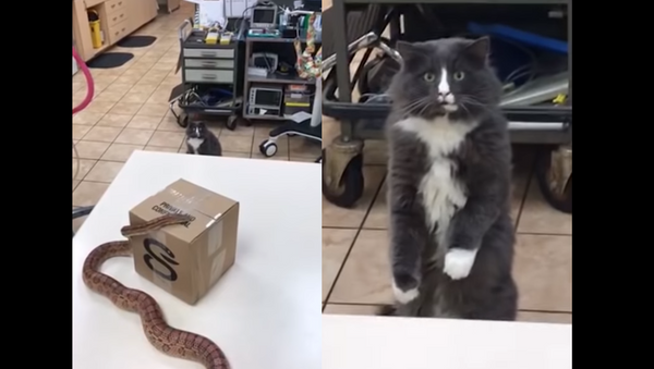 Petrified Puss: Cat Catches First Time Glimpse of Snake - Sputnik International
