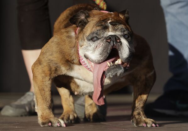 Английский бульдог Zsa Zsa, объявленный победителем конкурса Самая уродливая собака в Калифорнии - Sputnik International