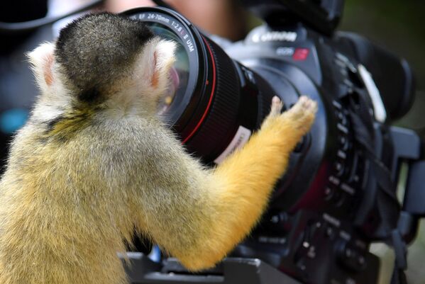 Боливийский саймири смотрит в объектив камеры в лондонском зоопарке, Великобритания - Sputnik International