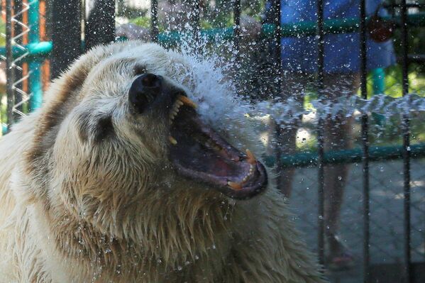 Белого медведя поливают водой для охлаждения в красноярском зоопарке Роев ручей - Sputnik International