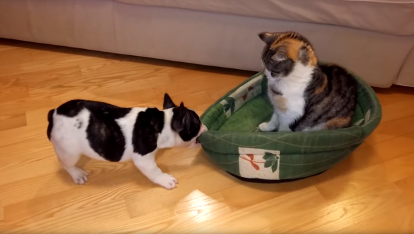 French Bulldog Has Ruff Time Retrieving Bed From Callous Cat - Sputnik International