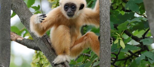 A white-handed gibbon cub is seen in his enclosure in Schoenbrunn Zoo in Vienna, Austria June 7, 2018. A white-handed gibbon cub is seen in his enclosure in Schoenbrunn Zoo in Vienna, Austria June 7, 2018. - Sputnik International