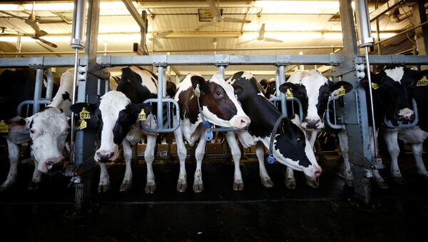 Cows stand in a barn while being milked at a dairy farm in South Mountain, Ontario, Canada, June 29, 2018 - Sputnik International