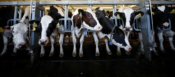 Cows stand in a barn while being milked at a dairy farm in South Mountain, Ontario, Canada, June 29, 2018 Cows stand in a barn while being milked at a dairy farm in South Mountain, Ontario, Canada, June 29, 2018 - Sputnik International