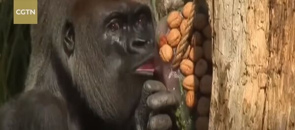 London Zoo animals get sugar-free ice pops in heatwave - Sputnik International