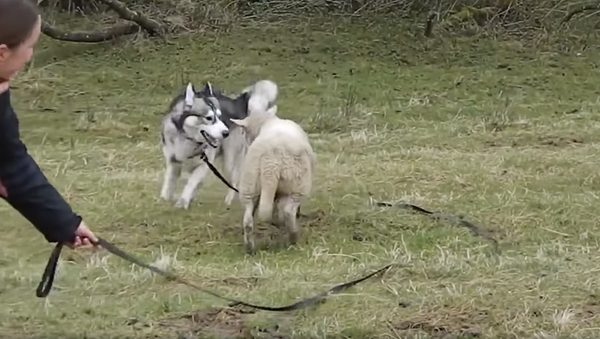 Husky and Lamb Forge Uncommon Friendship - Sputnik International
