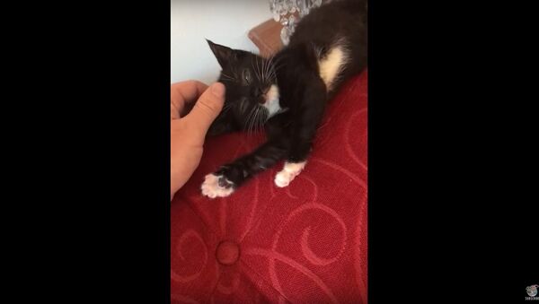 Relaxed Kitten Rolls Off Sofa - Sputnik International