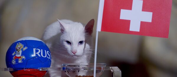 Кот Ахилл предсказал победу сборной Швейцарии над сборной Швеции в матчем ЧМ-2018 по футболу - Sputnik International