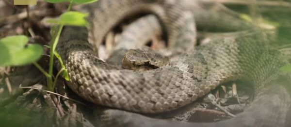 Snake Alert! 20,000 venomous pit vipers on China’s secret Snake Island Snake Alert! 20,000 venomous pit vipers on China’s secret Snake Island - Sputnik International