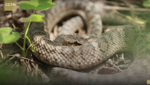 Snake Alert! 20,000 venomous pit vipers on China’s secret Snake Island - Sputnik International