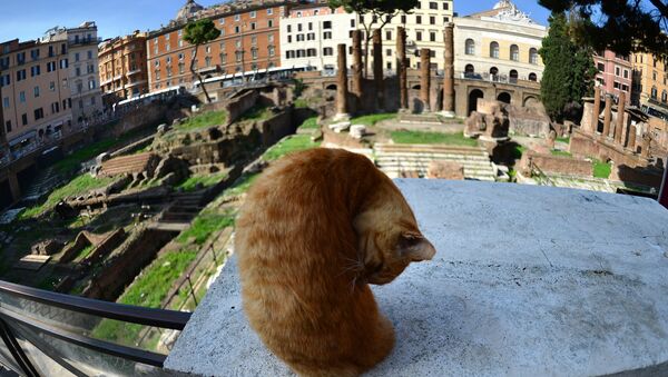 Cat among ancient ruins where Roman general Julius Caesar was assassinated on March 15, 44 BC (File) - Sputnik International