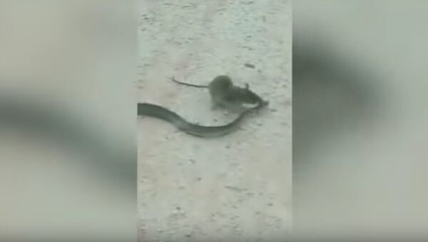 Unbelievable moment rat tries to 'eat a SNAKE' as it bites and drags the struggling reptile - Sputnik International