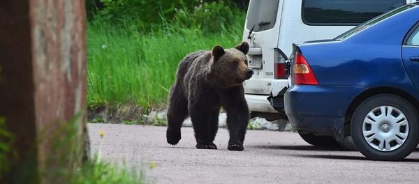 Bear in Neryungri, Sakha Republic - Sputnik International