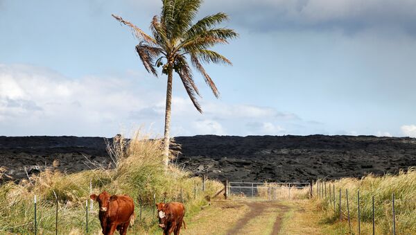 Cows stand in a road in an evacuated community on the outskirts of Pahoa during ongoing eruptions of the Kilauea Volcano in Hawaii, U.S., June 6, 2018 - Sputnik International