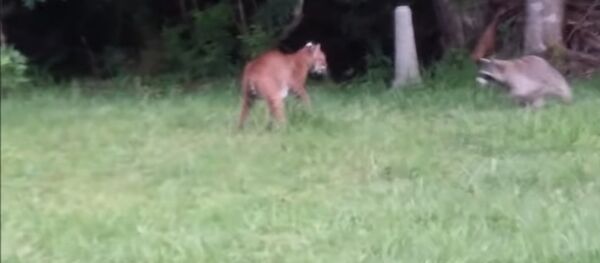 Bobcat vs Raccoon - EPIC fight scene Bobcat vs Raccoon - EPIC fight scene - Sputnik International
