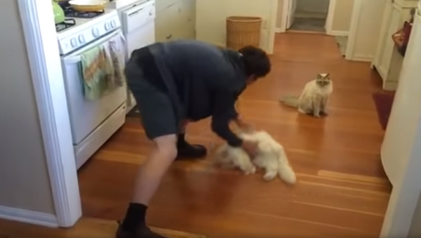 Again, Again!: Ragdoll Cat Loves Sliding Across Floor - Sputnik International