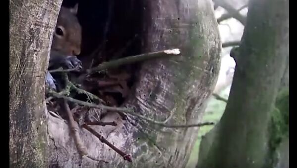 Squirrel Pushes Sleeping Owl Out Of Its Nest - Sputnik International