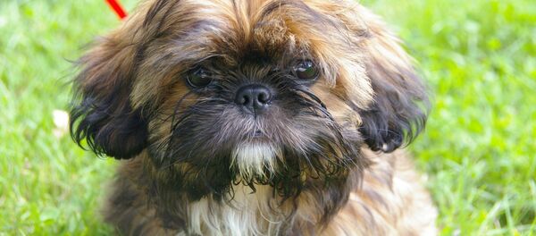 Shih Tzu - Sputnik International