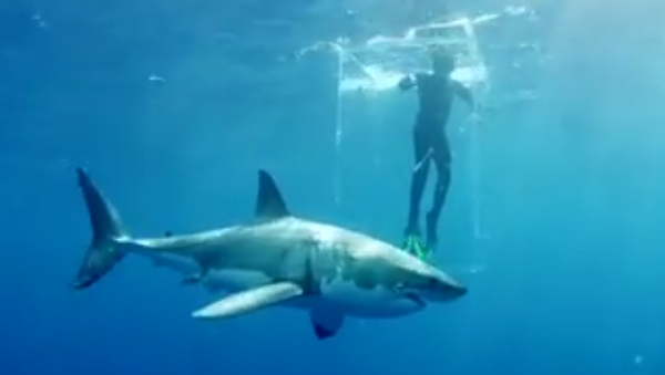 Sharks Almost Broke Diver's Ghost Cage. 2018 - Sputnik International