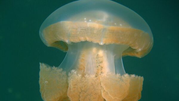 Breathtaking Golden Jellyfish Lake With 2 Mln Underwater Inhabitants - Sputnik International