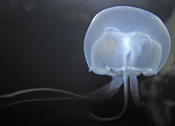 Breathtaking Golden Jellyfish Lake With 2Mln Underwater Inhabitants - Sputnik International