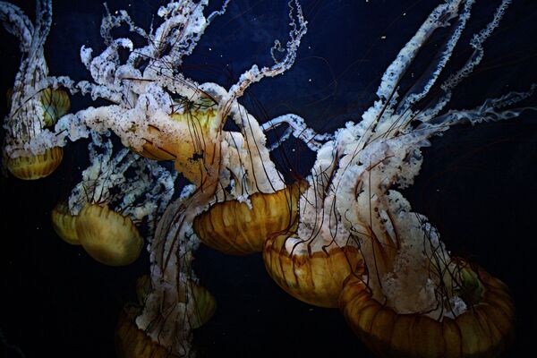 Breathtaking Golden Jellyfish Lake With 2Mln Underwater Inhabitants - Sputnik International