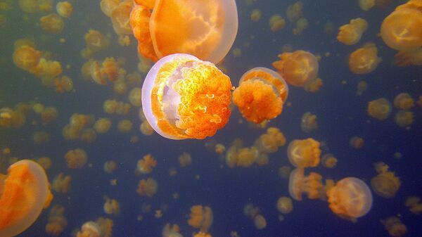 Breathtaking Golden Jellyfish Lake With 2 Mln Underwater Inhabitants - Sputnik International