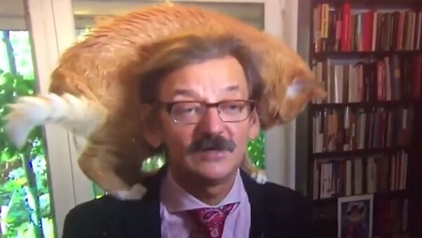 Cat steals the show during live TV interview with Polish academic - Sputnik International