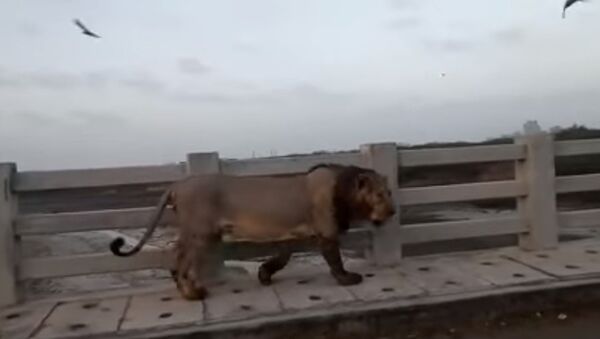 Lion Found Walking on Bridge in India - Sputnik International