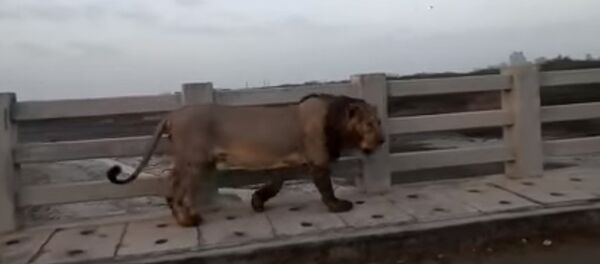 Lion Found Walking on Bridge in India Lion Found Walking on Bridge in India - Sputnik International
