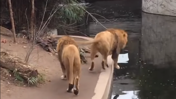 King of the Jungle Unexpectedly Meets His Moat - Sputnik International