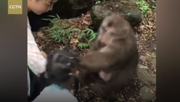 Little girl gets smacked on the face by angry monkey - Sputnik International