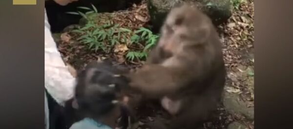 Little girl gets smacked on the face by angry monkey - Sputnik International