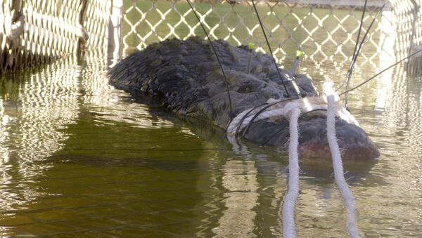 Australian crocodile captured - Sputnik International