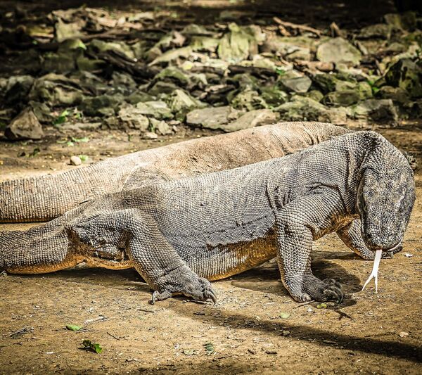Dragon from Komodo National Park in Indonesia - Sputnik International