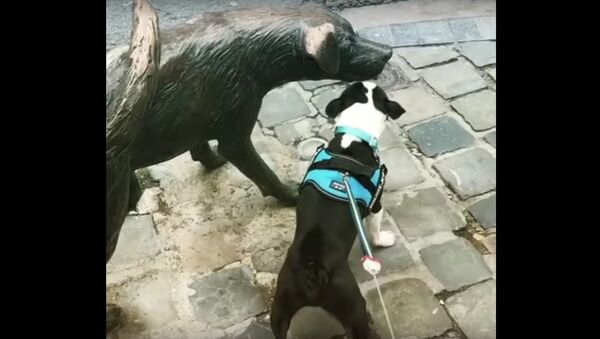 Boston Terrier Frantically Barks at Dog Statue - Sputnik International