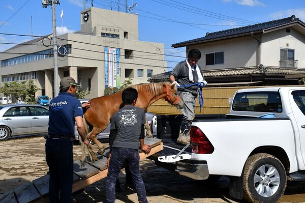 A horse stranded on a rooftop after torrential rain, is rescued in Kurashiki, Okayama Prefecture, Japan July 9, 2018 A horse stranded on a rooftop after torrential rain, is rescued in Kurashiki, Okayama Prefecture, Japan July 9, 2018 - Sputnik International