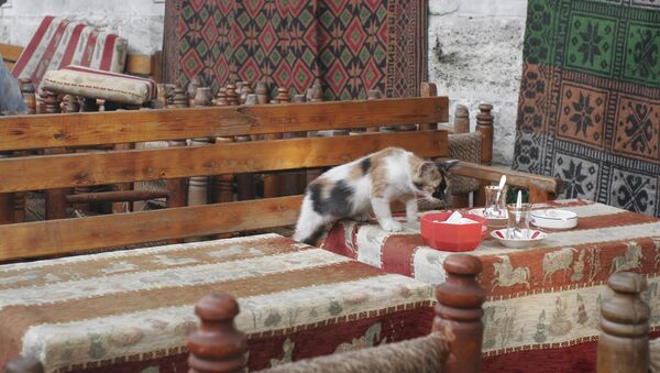 Cat stealing food from a table - Sputnik International