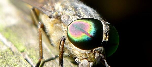 Horsefly - Sputnik International