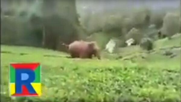 Forest Elephant attack at Nilgiri (ooty) - Sputnik International