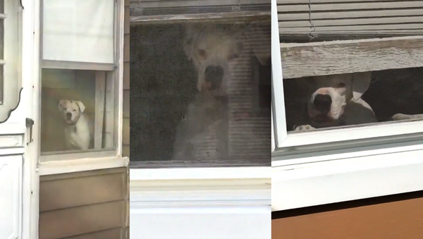 Watchdog: Concerned Canine ‘Supervises’ Owner From Every Angle - Sputnik International