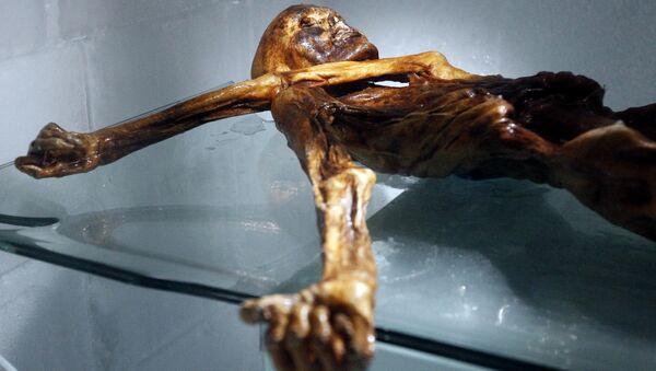 The mummy of an iceman named Otzi, discovered on 1991 in the Italian Schnal Valley glacier, is displayed at the Archaeological Museum of Bolzano on February 28, 2011 - Sputnik International