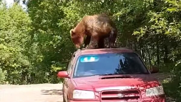 На Камчатке медведь залез на автомобиль и пытался проникнуть в салон - Sputnik International