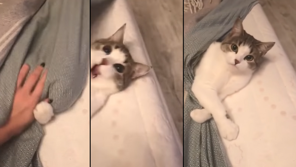 From Nap to Attack: Sleepy Cat Fights Back - Sputnik International