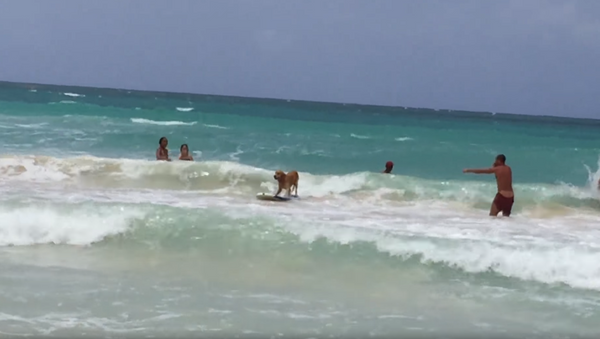 Surf’s Pup: Golden Retriever Rides Dominican Republic Waves - Sputnik International