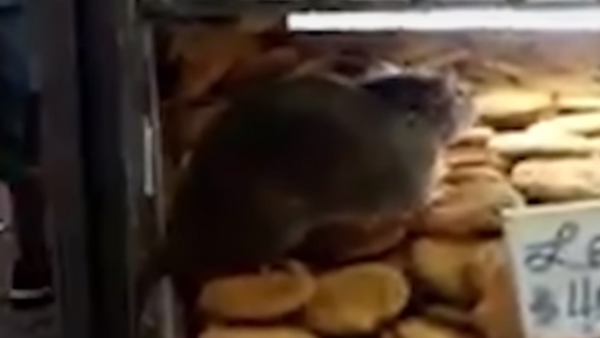 Rat in US bakery - Sputnik International