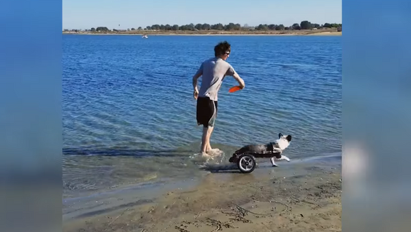 Paraplegic Pup Knows No Boundaries at Beach - Sputnik International