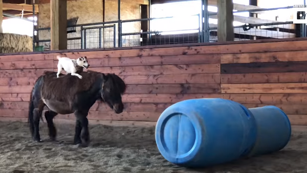Jack Russell and Miniature Horse Duo Forge Uncommon Bond - Sputnik International